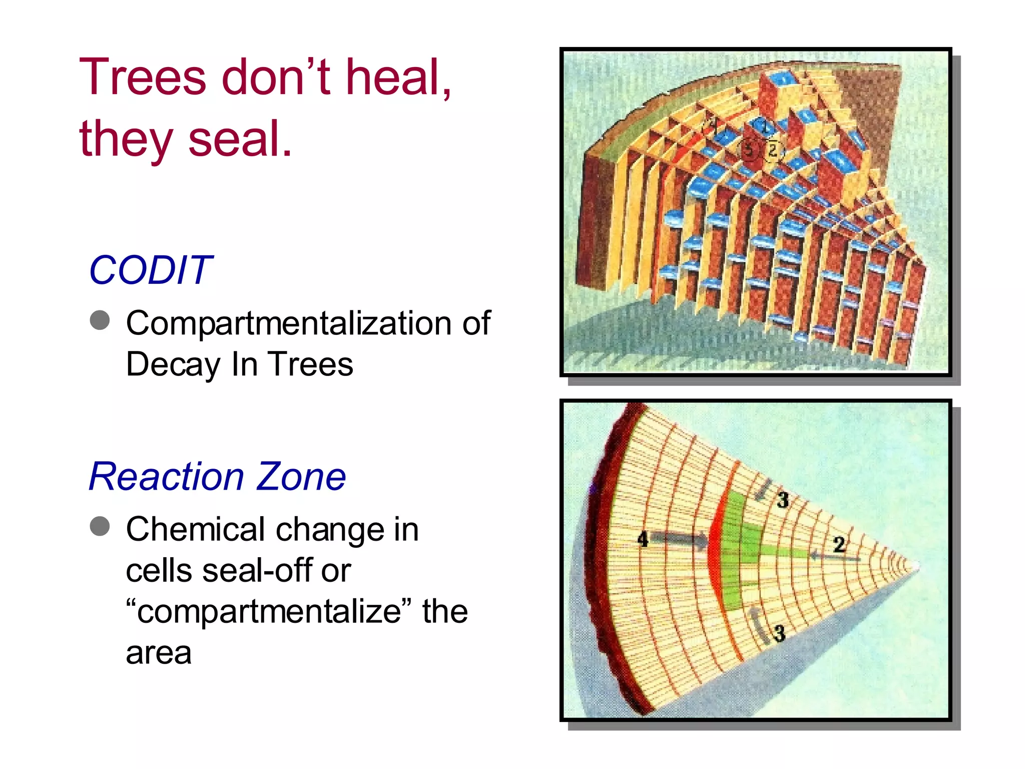 Trees don’t heal, they seal. CODIT Compartmentalization of Decay In Trees Reaction Zone Chemical change in  cells seal-off or “compartmentalize” the area 