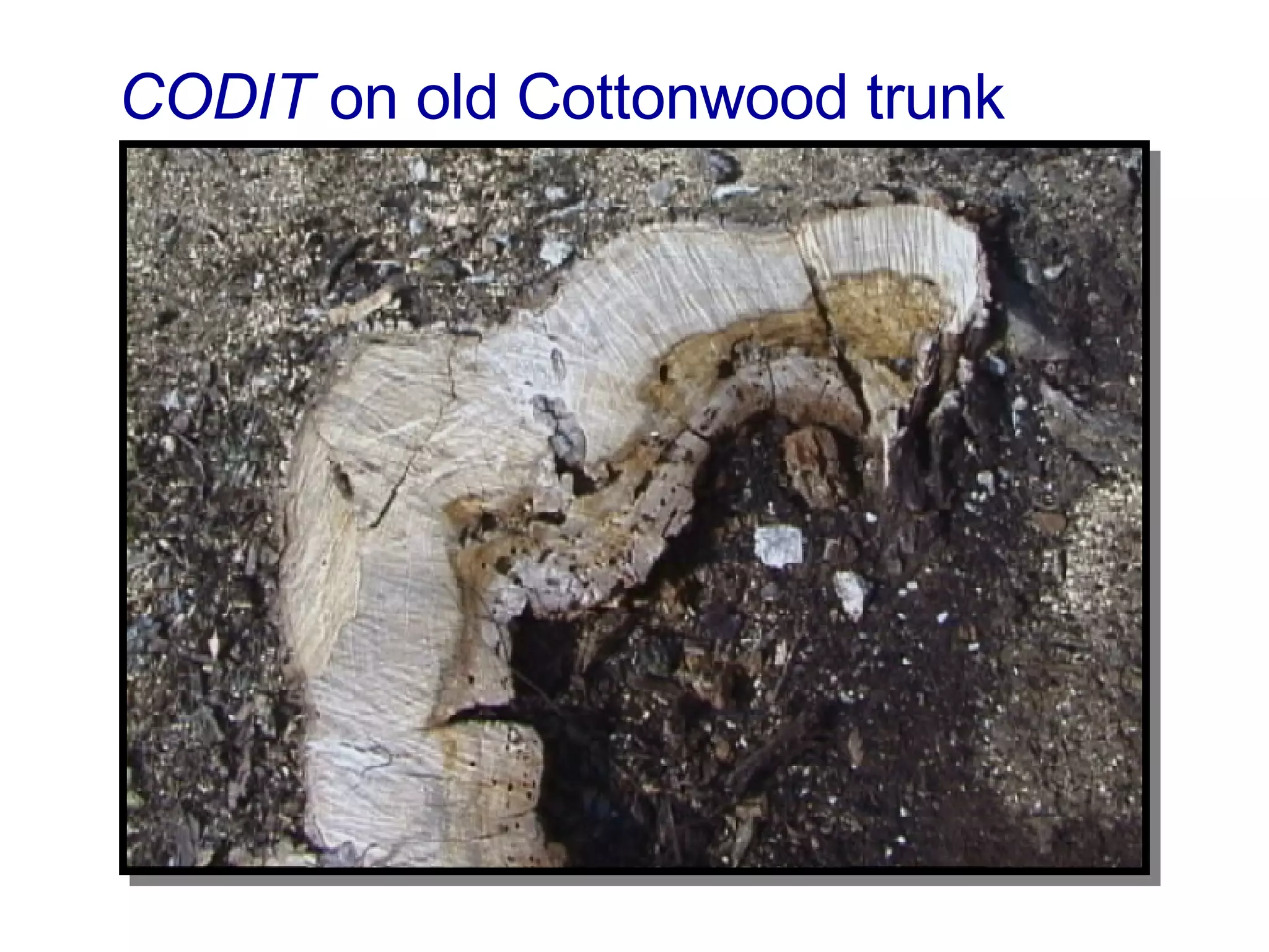 CODIT  on old Cottonwood trunk 