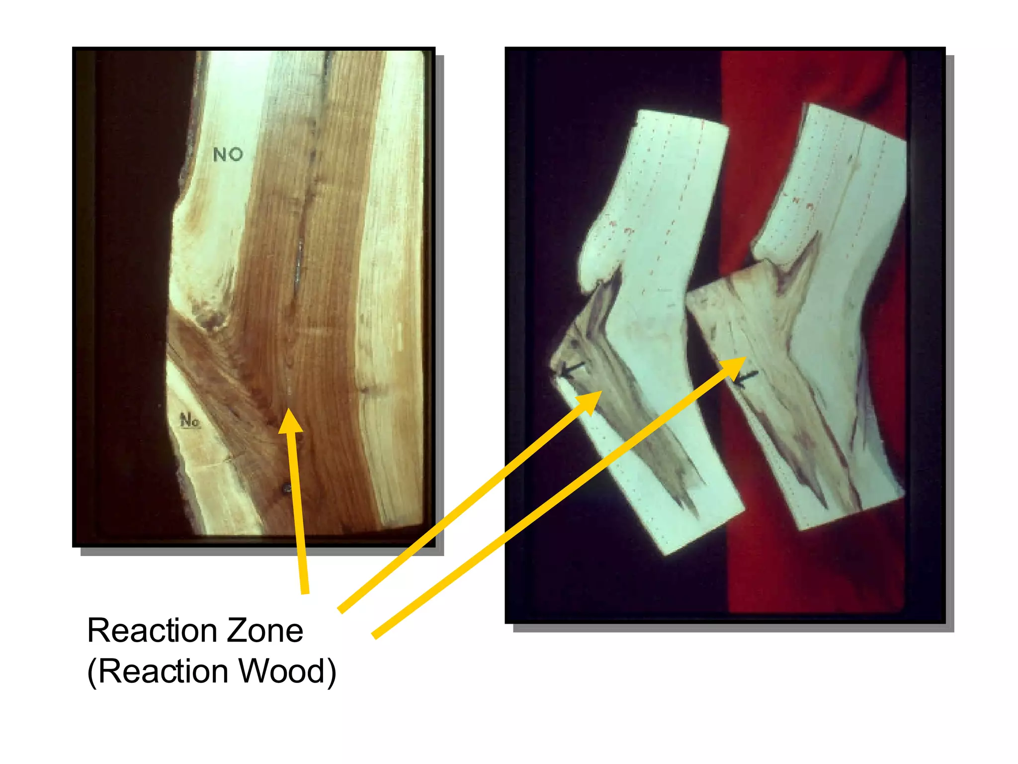 Reaction Zone (Reaction Wood) 