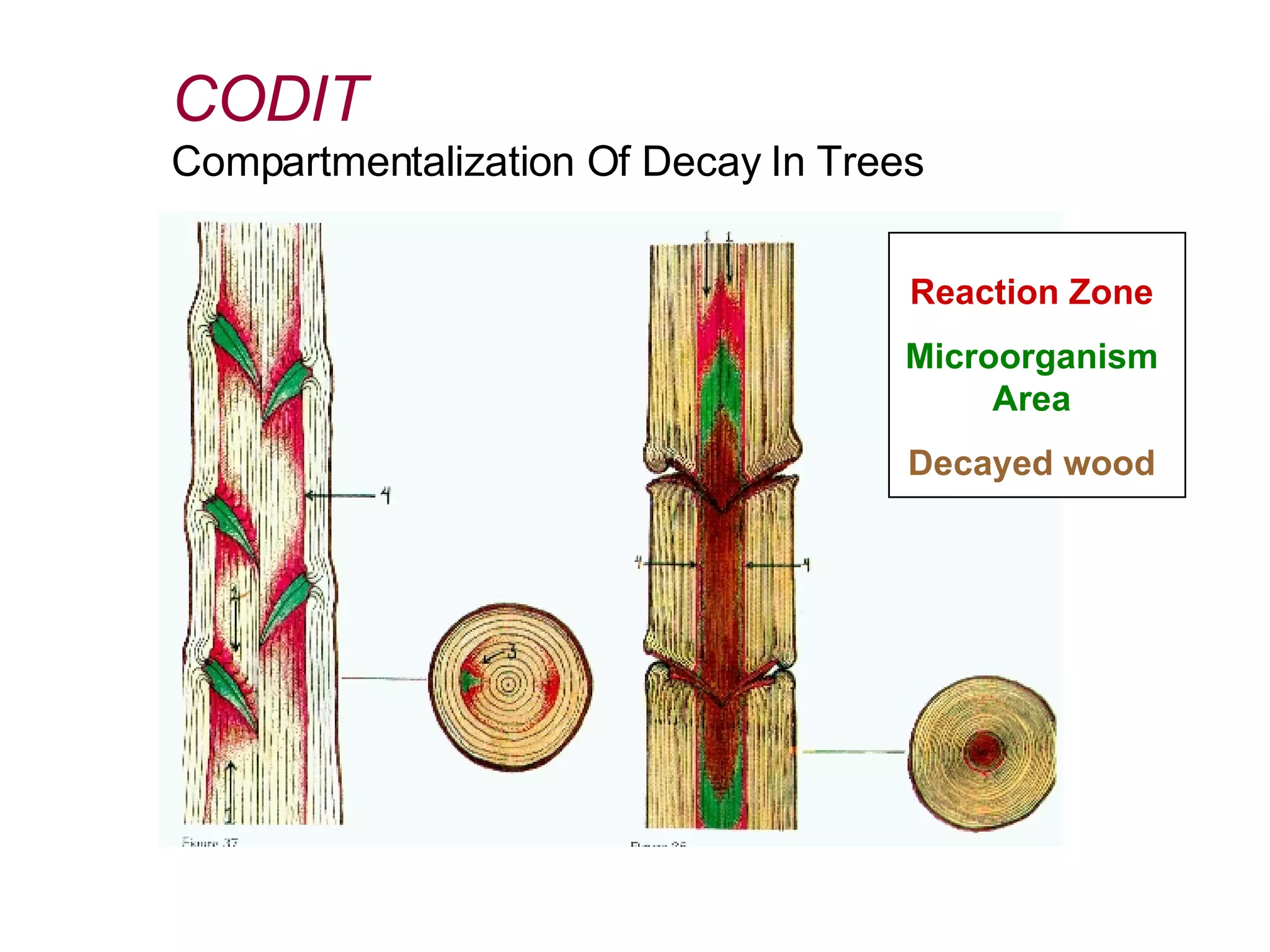 CODIT Compartmentalization Of Decay In Trees Reaction Zone Microorganism Area Decayed wood 