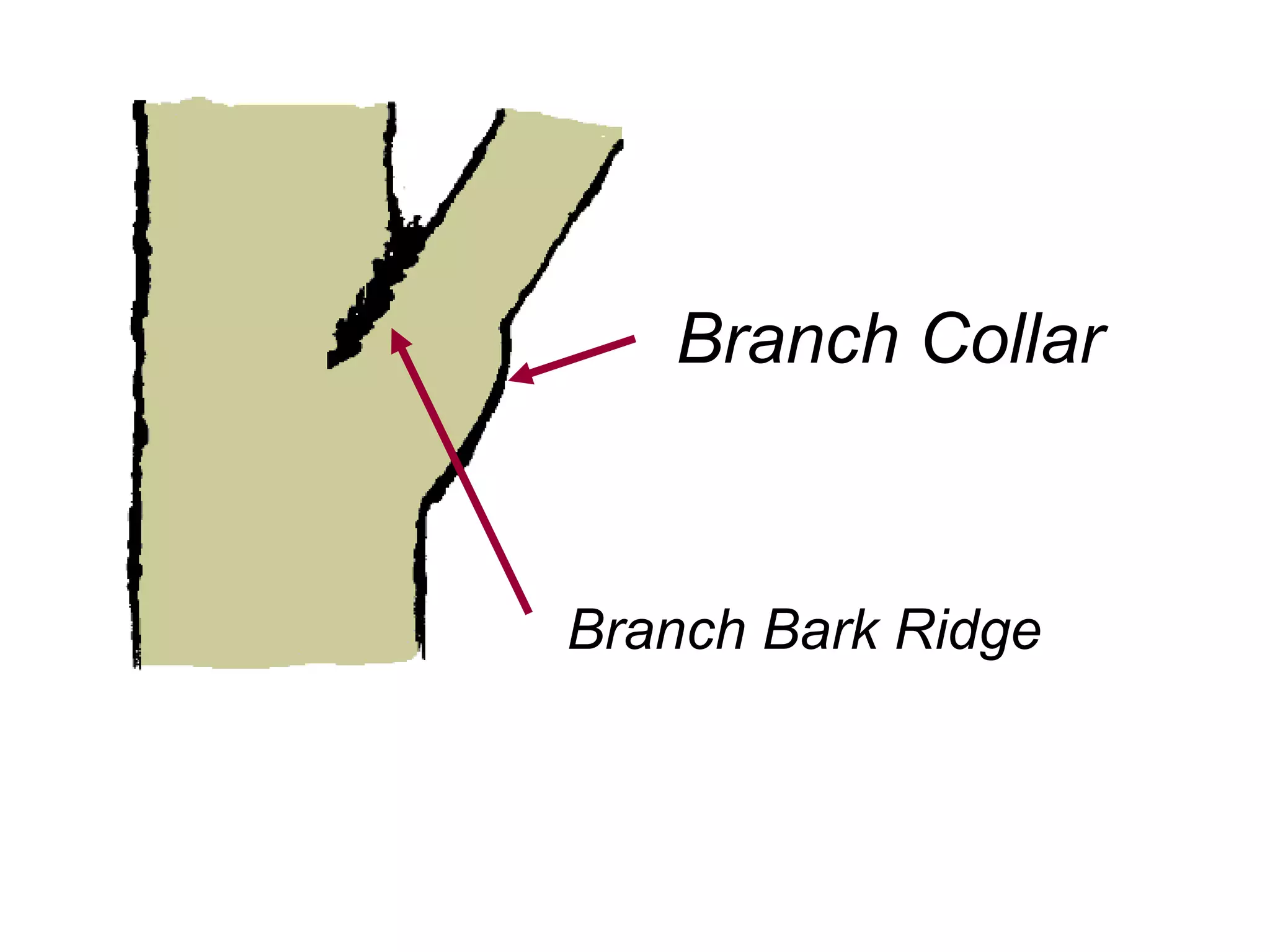 Branch Collar Branch Bark Ridge 