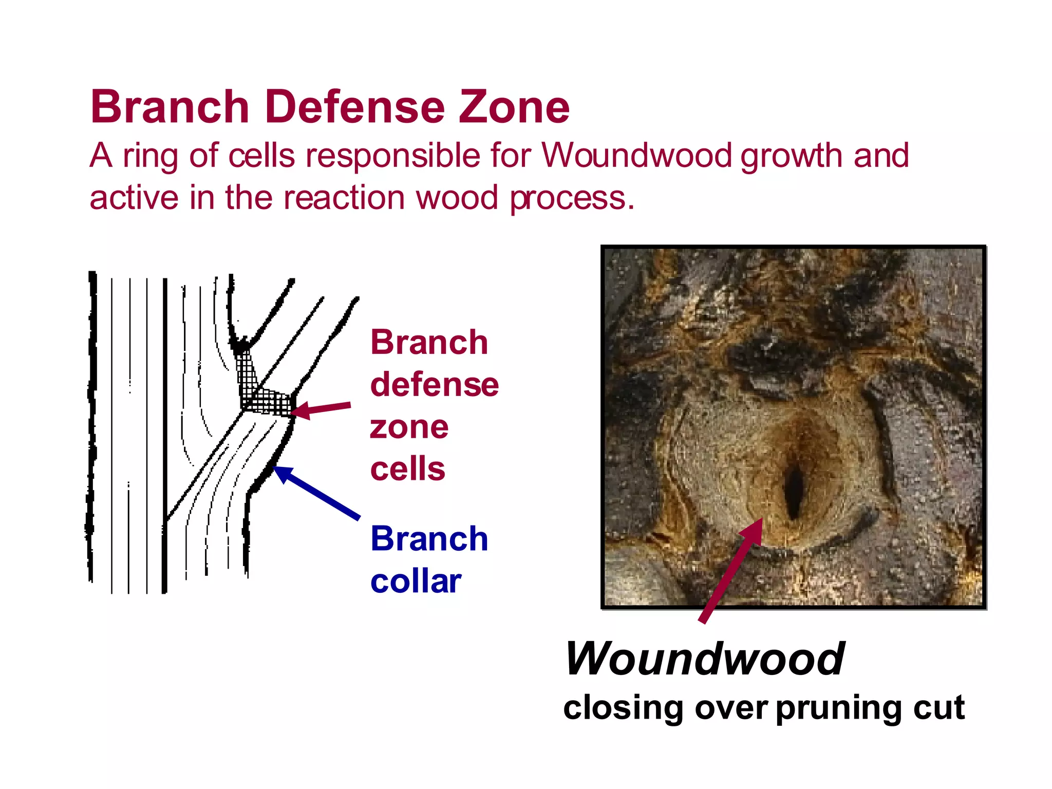 Branch Defense Zone A ring of cells responsible for Woundwood growth and active in the reaction wood process. Woundwood  closing over pruning cut Branch collar Branch defense zone cells 