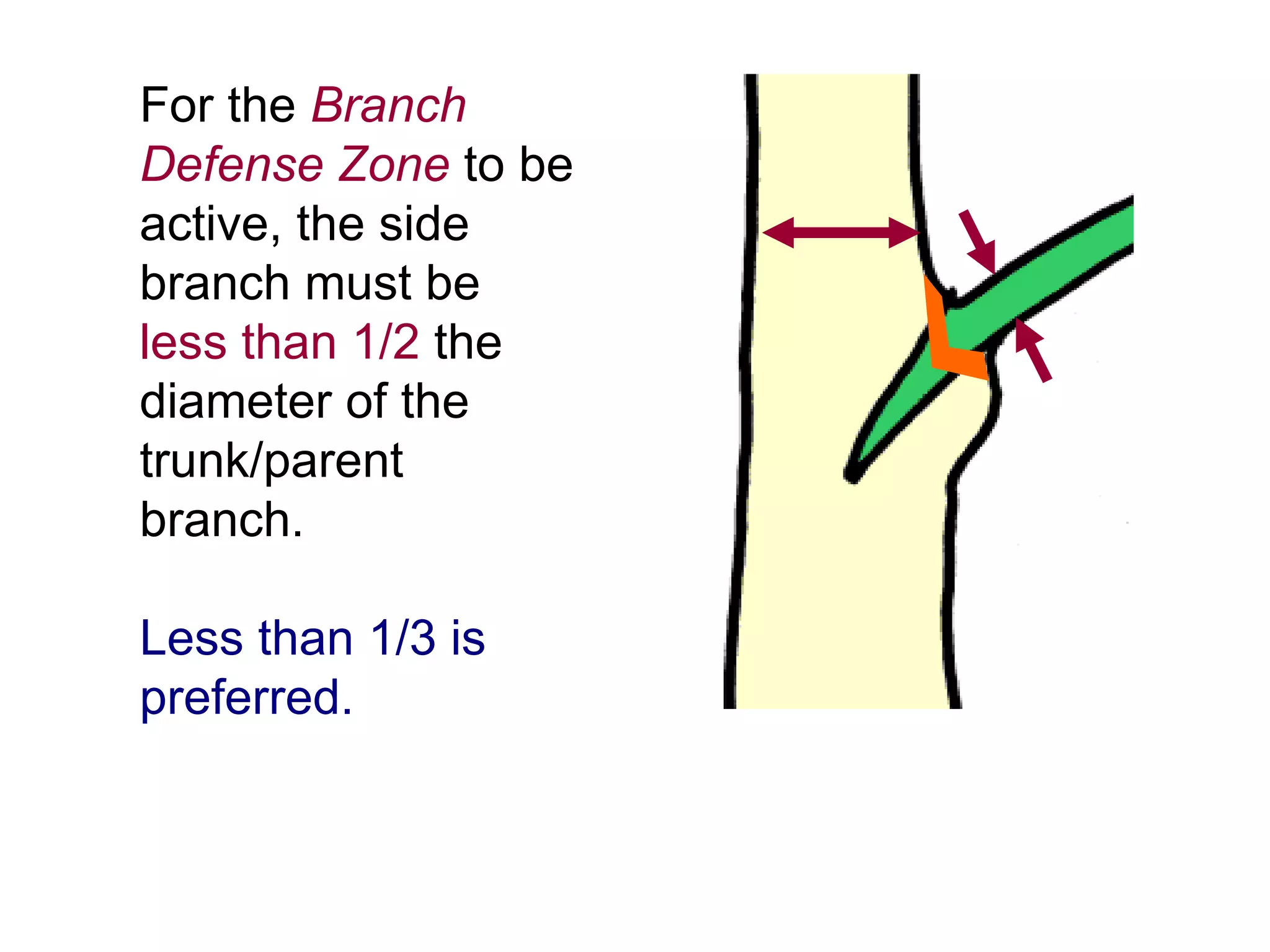 For the   Branch Defense Zone   to be active, the side branch must be   less than 1/2   the diameter of the trunk/parent branch. Less than 1/3 is preferred. 