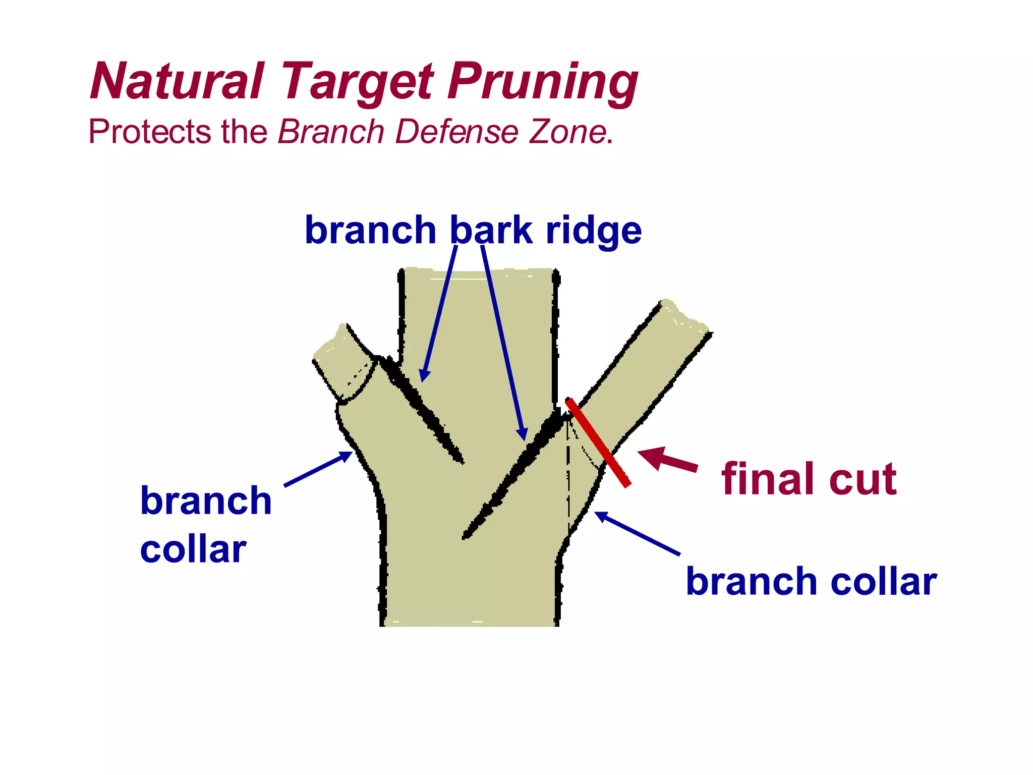 Natural Target Pruning Protects the  Branch Defense Zone . branch bark ridge branch collar branch collar final cut 
