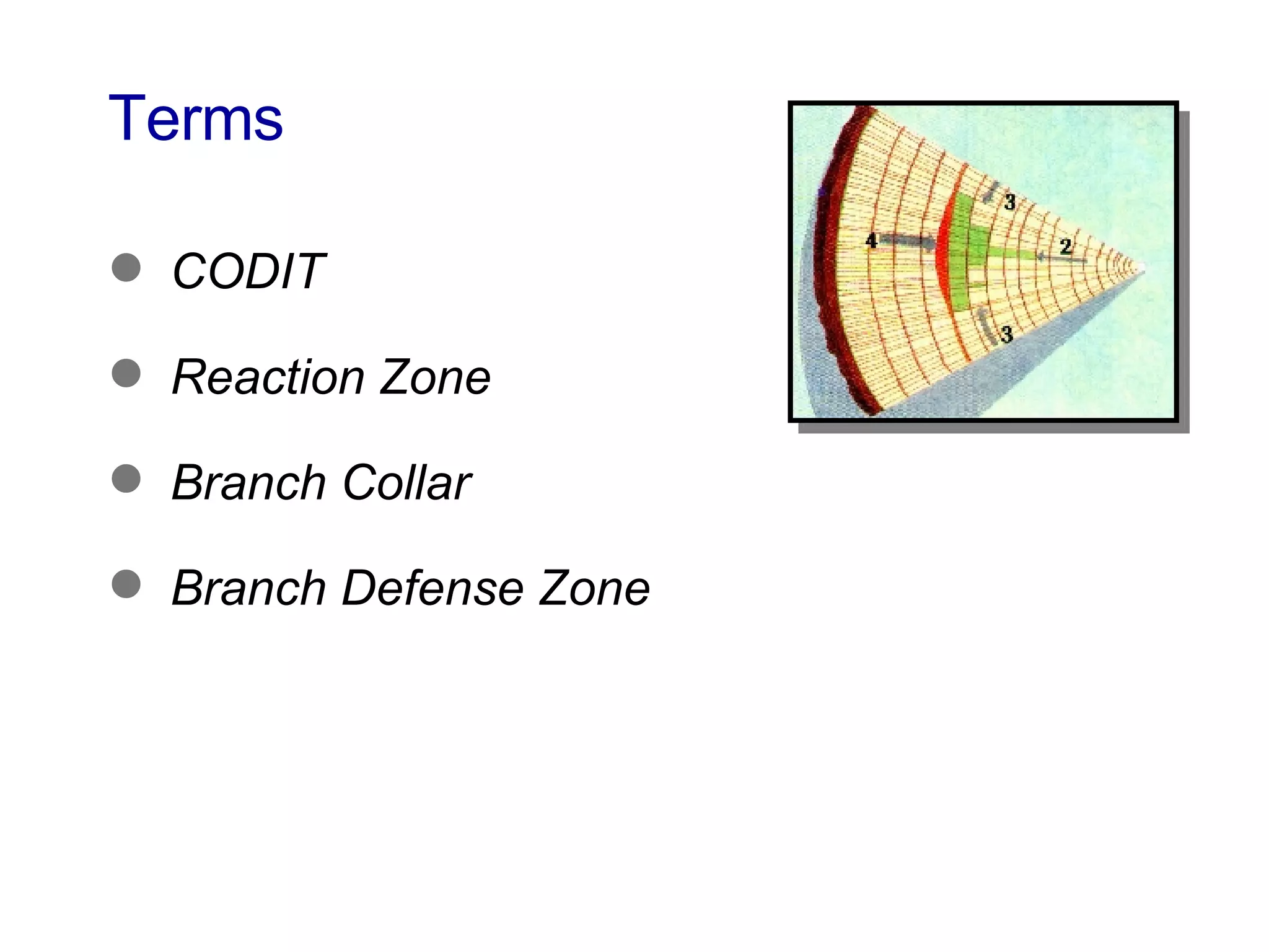 Terms CODIT Reaction Zone Branch Collar Branch Defense Zone 