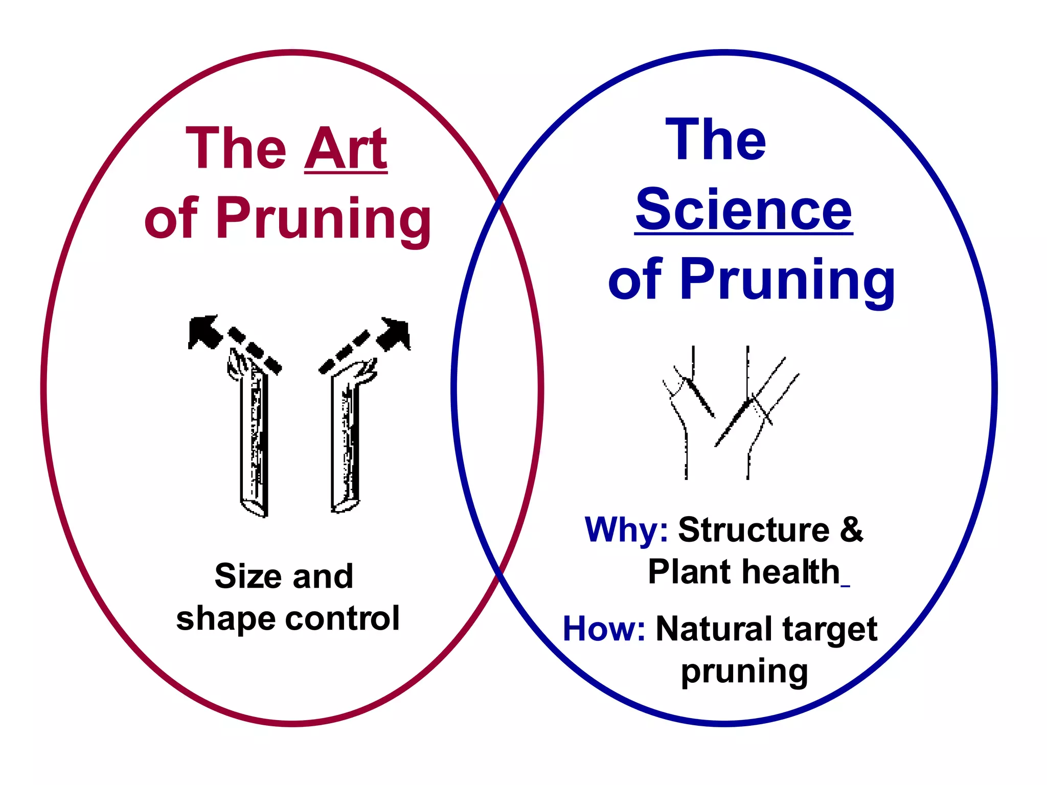 The  Art   of Pruning Size and  shape control The  Science  of Pruning Why:  Structure &  Plant health   How:   Natural target  pruning 