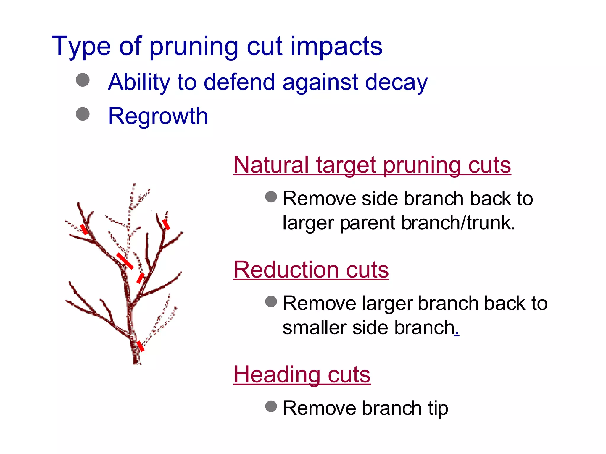 Type of pruning cut impacts  Ability to defend against decay Regrowth Natural target pruning cuts Remove side branch back to larger parent branch/trunk. Reduction cuts Remove larger branch back to smaller side branch . Heading cuts Remove branch tip 
