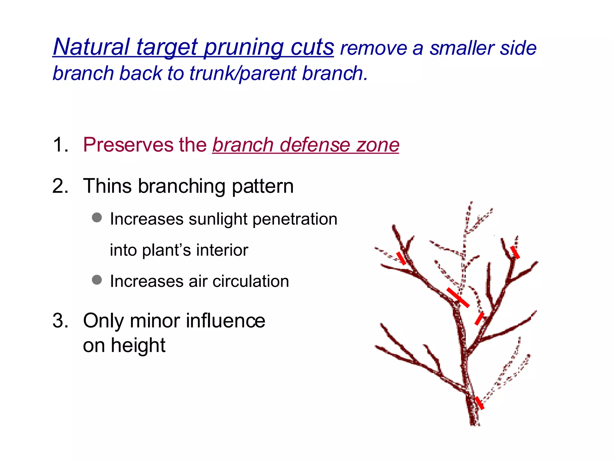 1. Preserves the  branch defense zone 2. Thins branching pattern Increases sunlight penetration  into plant’s interior  Increases air circulation 3. Only minor influence  on height Natural target pruning cuts  remove a smaller side branch back to trunk/parent branch. 