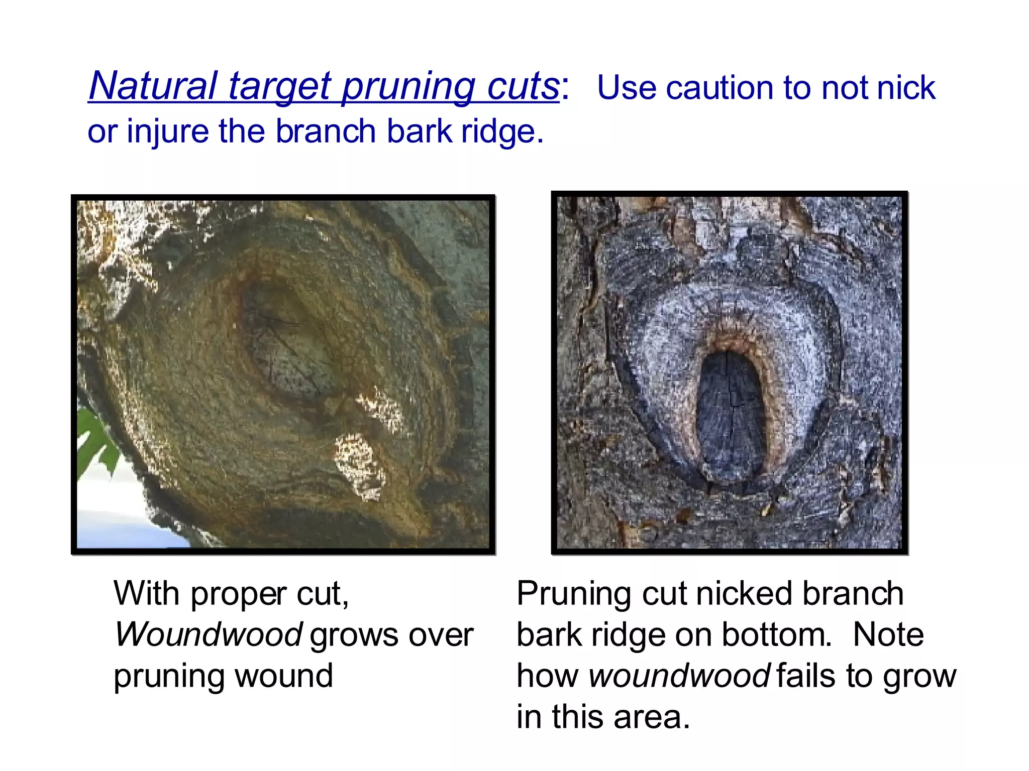 Natural target pruning cuts :   Use caution to not nick or injure the branch bark ridge. With proper cut,  Woundwood  grows over pruning wound Pruning cut nicked branch bark ridge on bottom.  Note how  woundwood  fails to grow in this area. 
