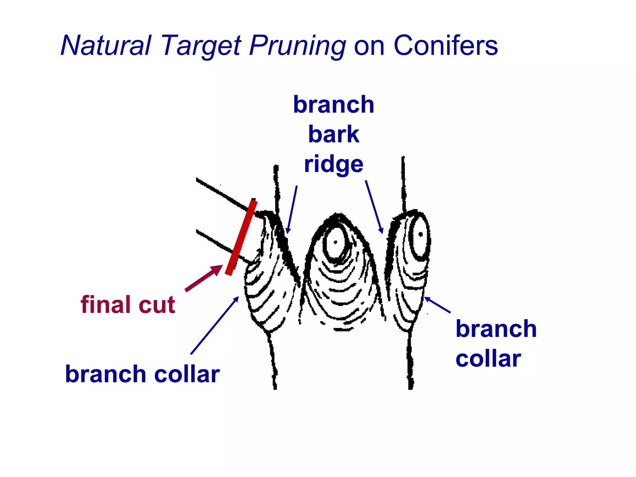 Natural Target Pruning  on Conifers branch bark ridge branch collar final cut branch collar 