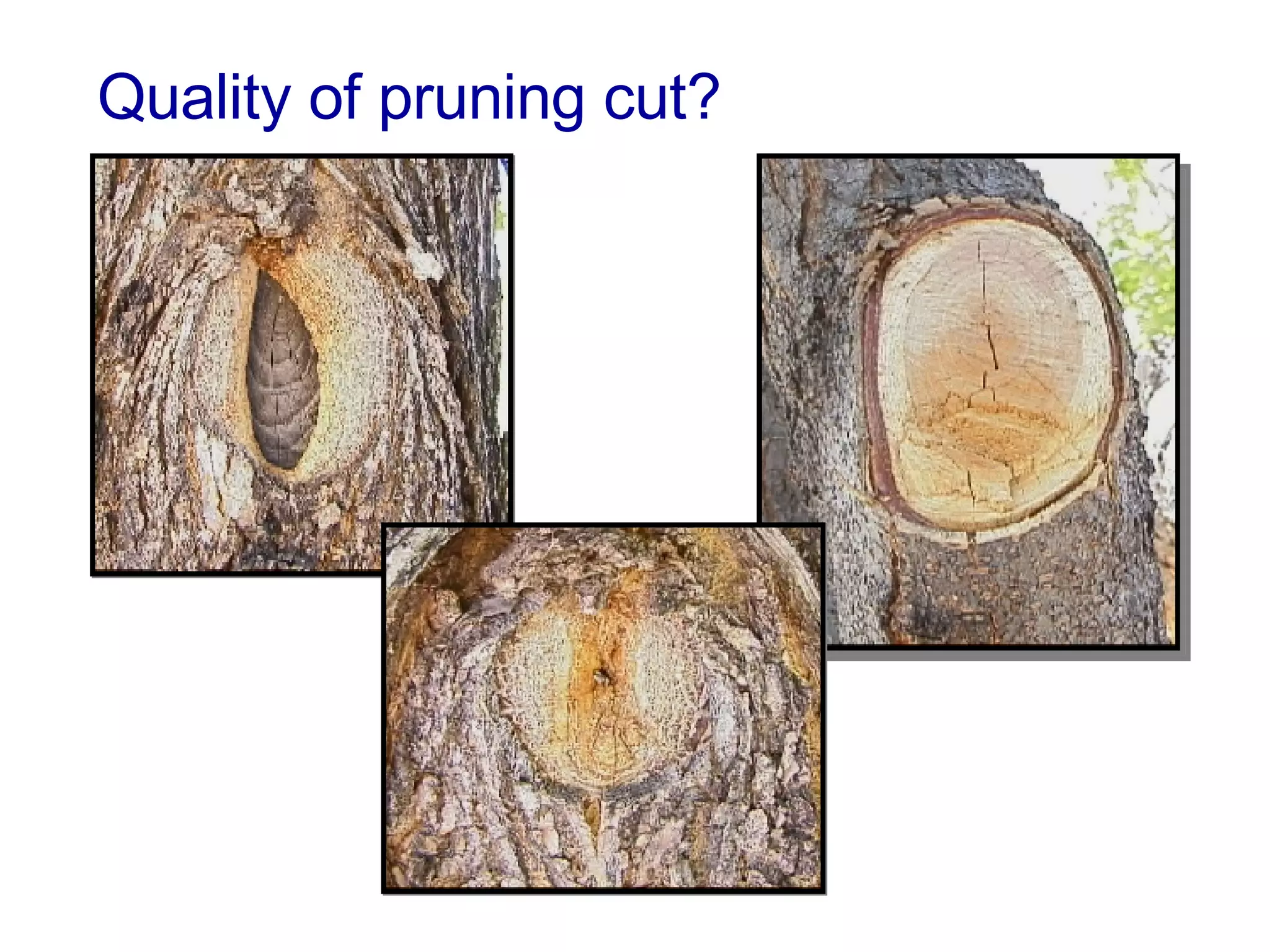 Quality of pruning cut? 