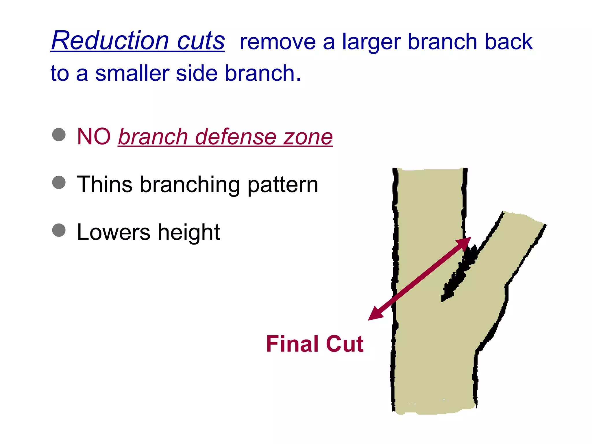 Reduction cuts   remove a larger branch back to a smaller side branch . NO  branch defense zone Thins branching pattern Lowers height Final Cut 