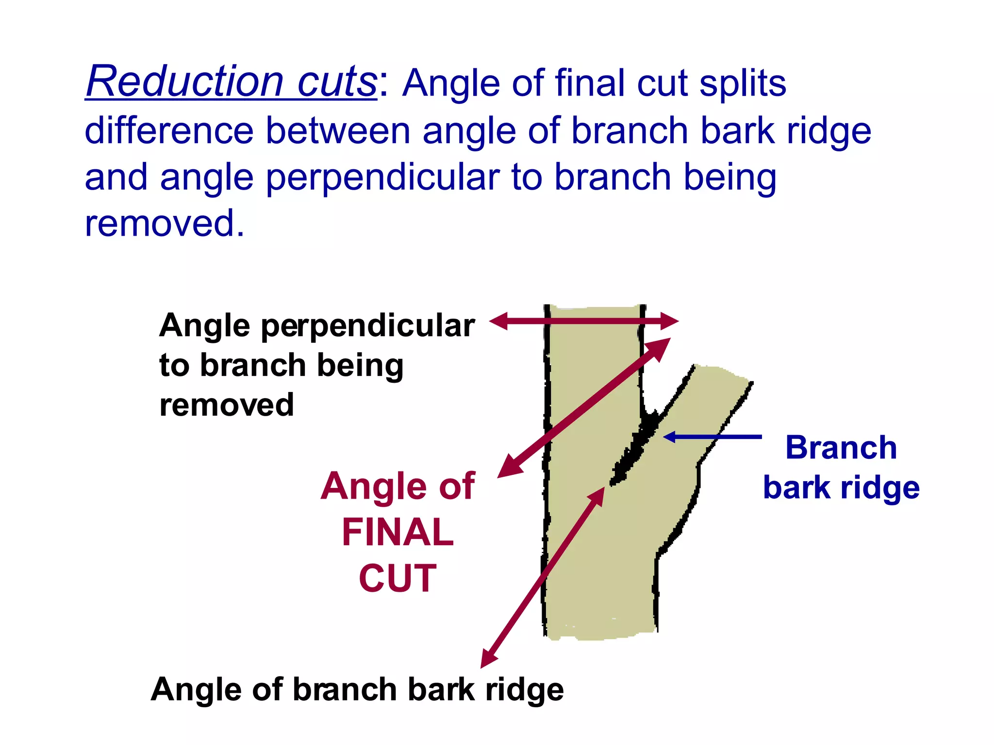 Reduction cuts :  Angle of final cut splits difference between angle of branch bark ridge and angle perpendicular to branch being removed. Angle perpendicular to branch being removed Angle of FINAL CUT Angle of branch bark ridge Branch bark ridge 