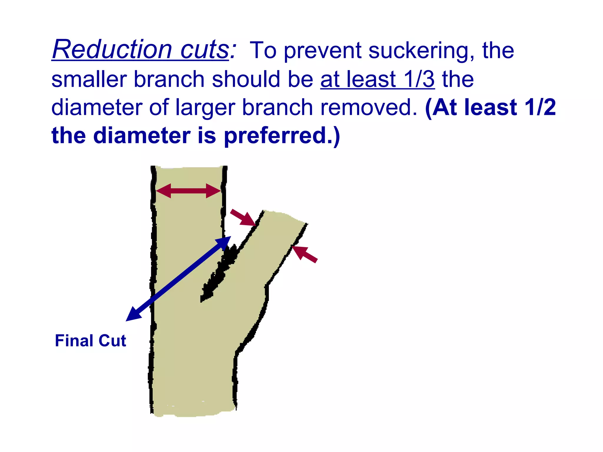 Reduction cuts :   To prevent suckering, the smaller branch should be  at least 1/3  the diameter of larger branch removed.  (At least 1/2 the diameter is preferred.) Final Cut 
