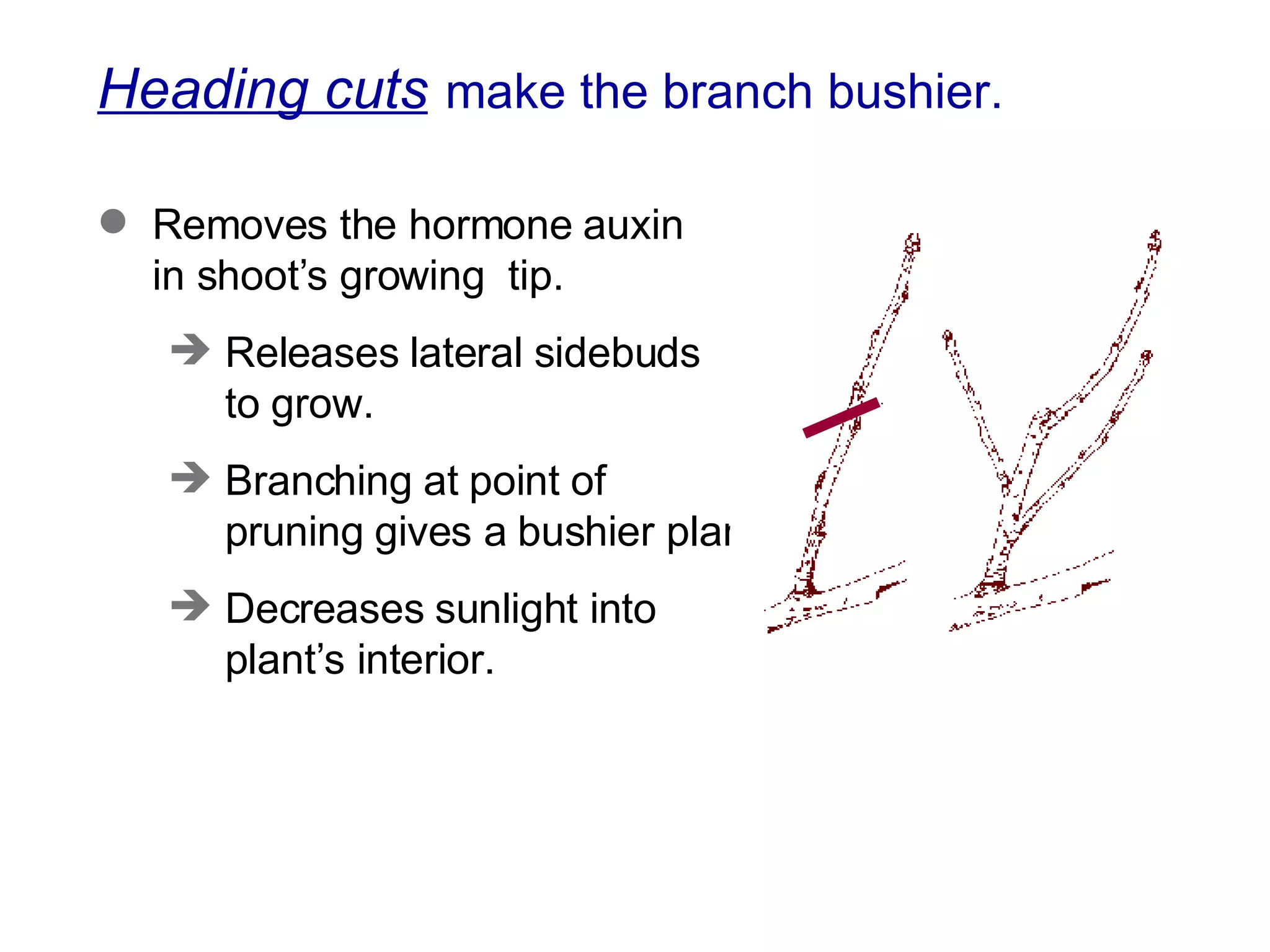 Heading cuts   make the branch bushier. Removes the hormone auxin in shoot’s growing  tip.  Releases lateral sidebuds  to grow. Branching at point of  pruning gives a bushier plant. Decreases sunlight into plant’s interior. 