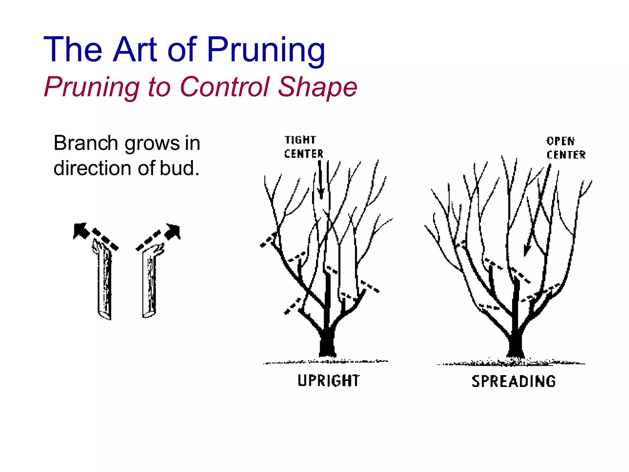4a Basic Pruning Cuts & Codit | PPT