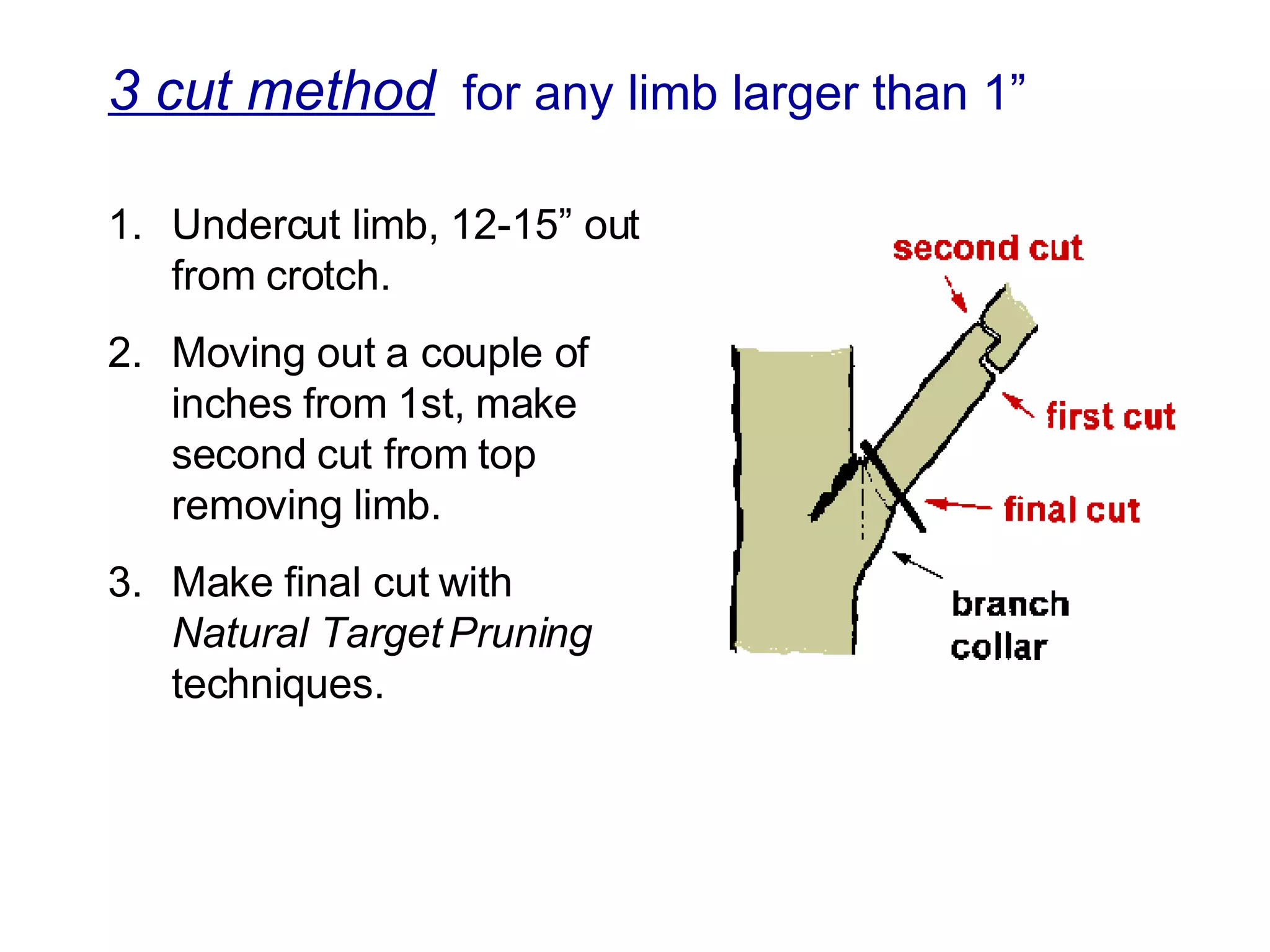 3 cut method   for any limb larger than 1” 1. Undercut limb, 12-15” out from crotch. 2. Moving out a couple of inches from 1st, make second cut from top removing limb. 3. Make final cut with  Natural Target Pruning  techniques. 
