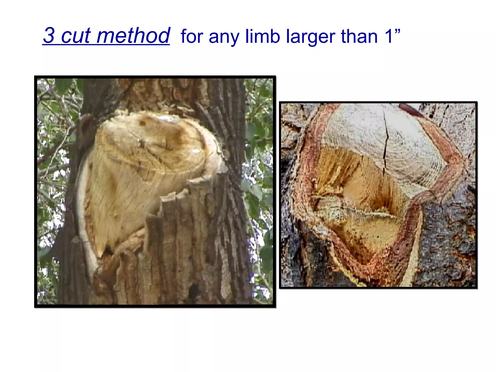 3 cut method   for any limb larger than 1” 