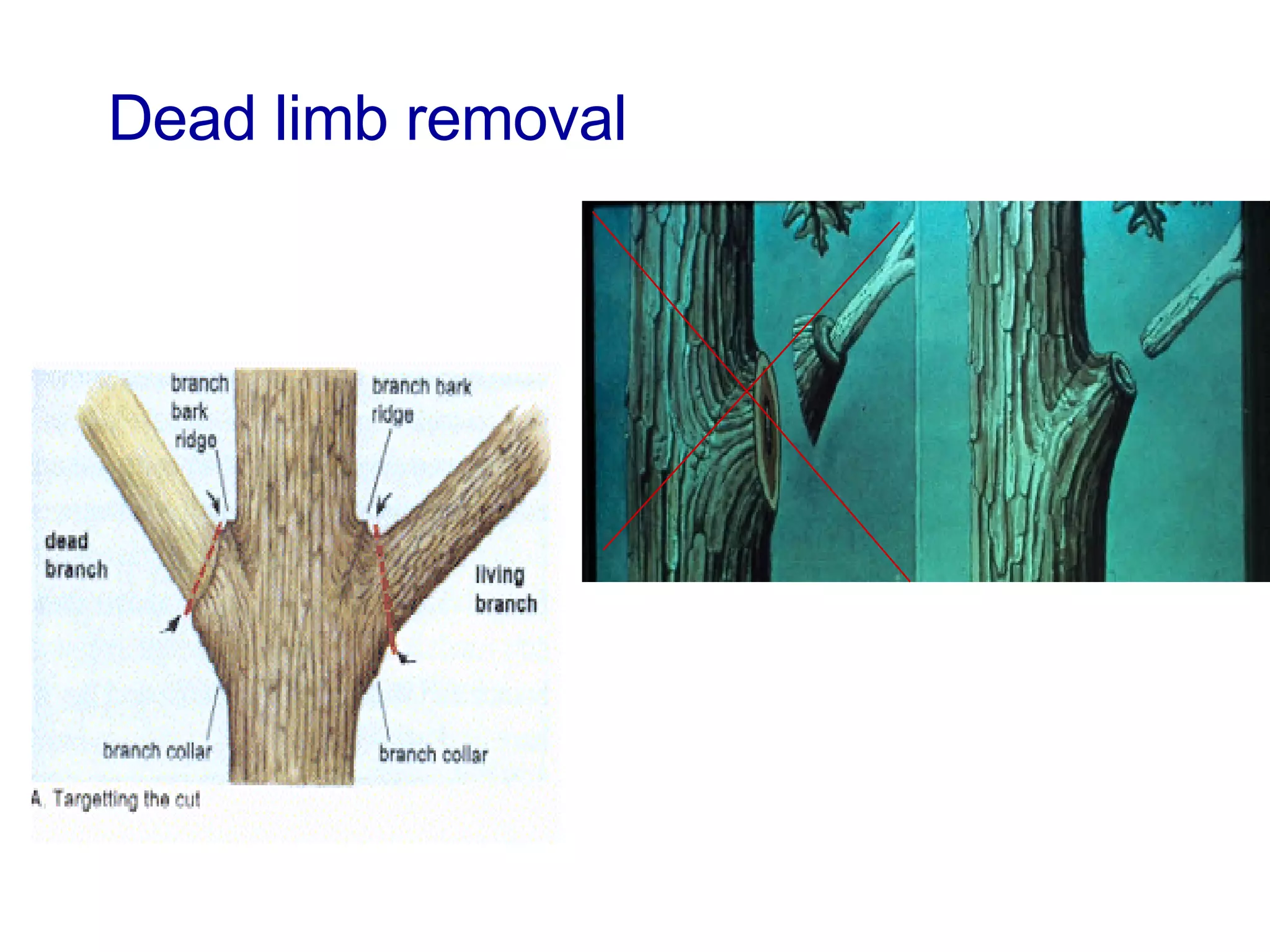 Dead limb removal 