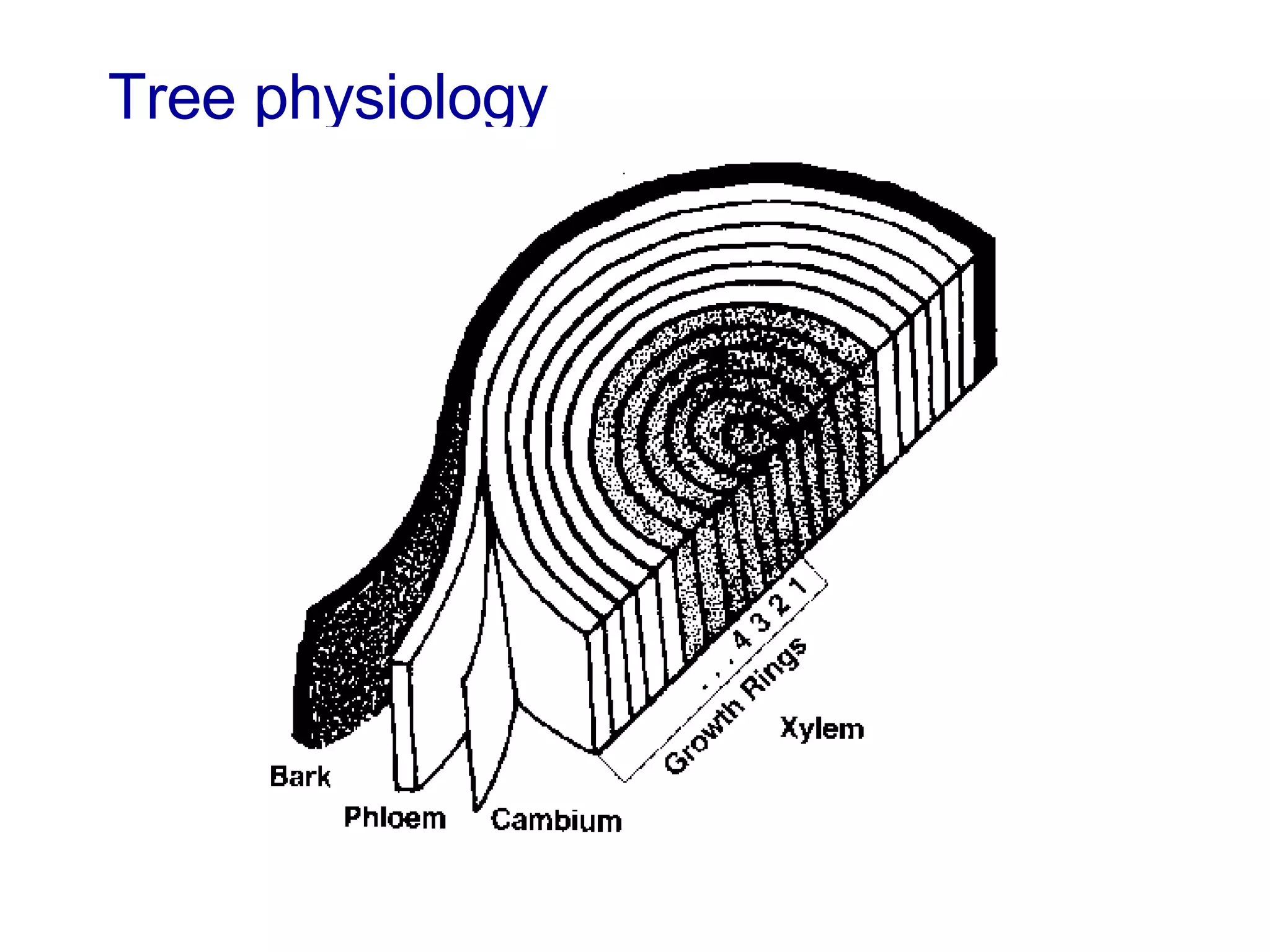 Tree physiology 