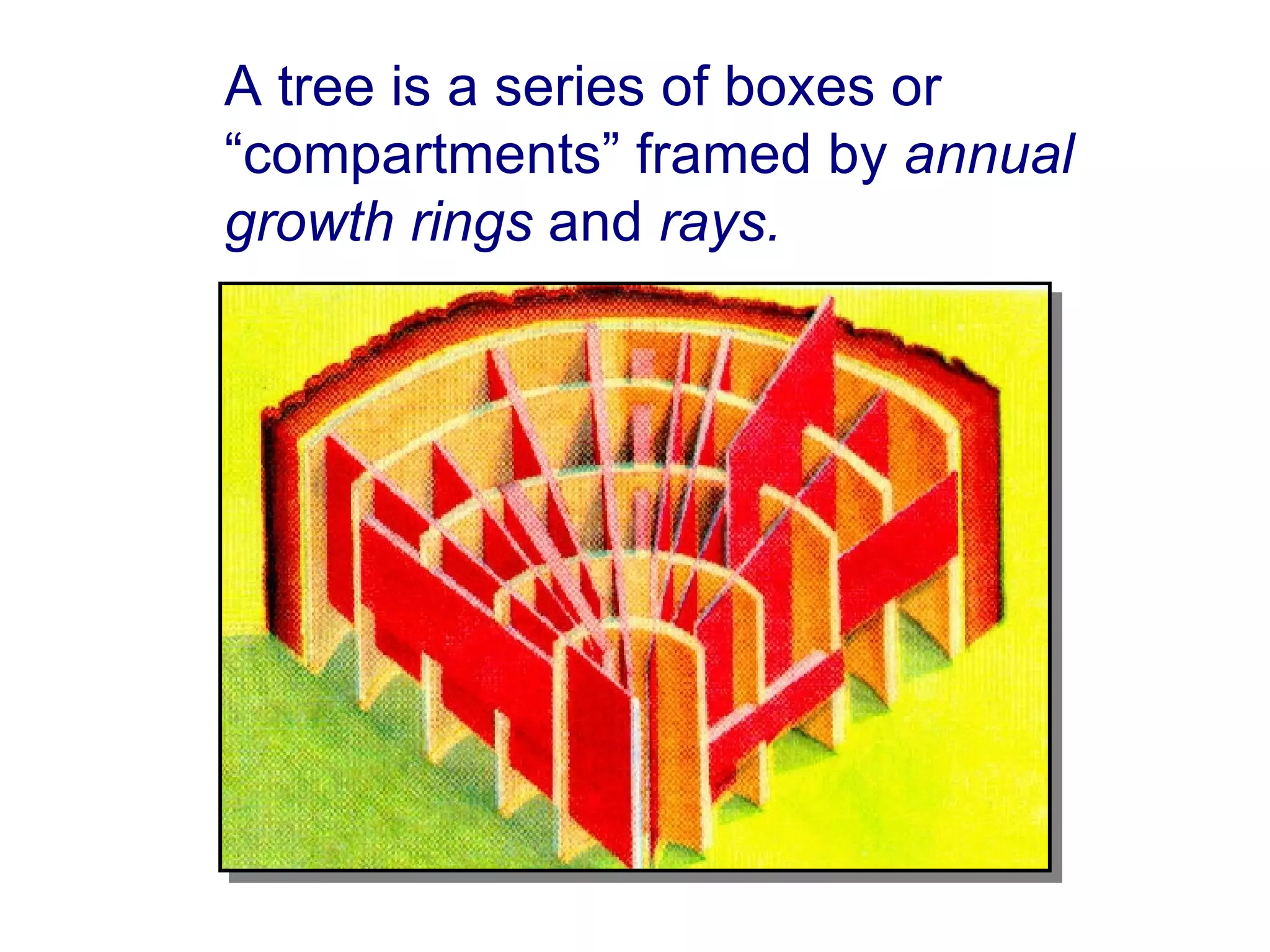 A tree is a series of boxes or “compartments” framed by  annual growth rings  and  rays. 