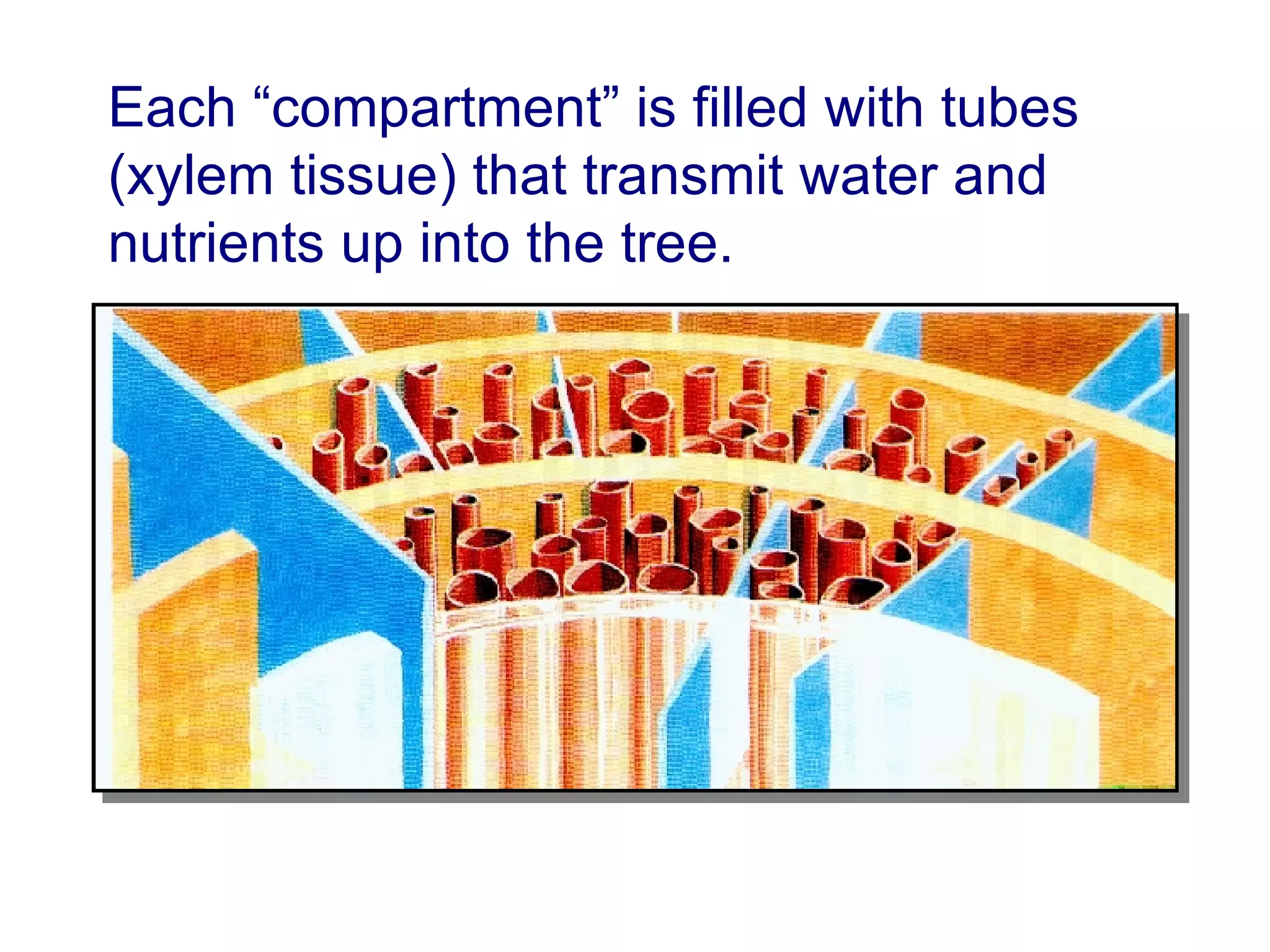 Each “compartment” is filled with tubes (xylem tissue) that transmit water and nutrients up into the tree. 