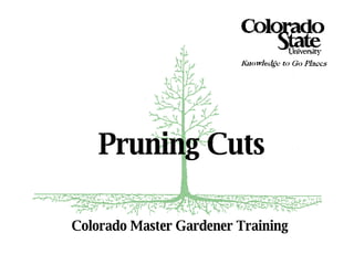 Colorado Master Gardener Training Pruning Cuts 