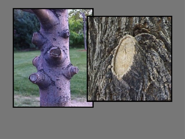 4a Basic Pruning Cuts & Codit | PPT