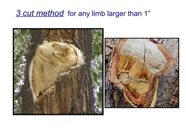4a Basic Pruning Cuts & Codit | PPT