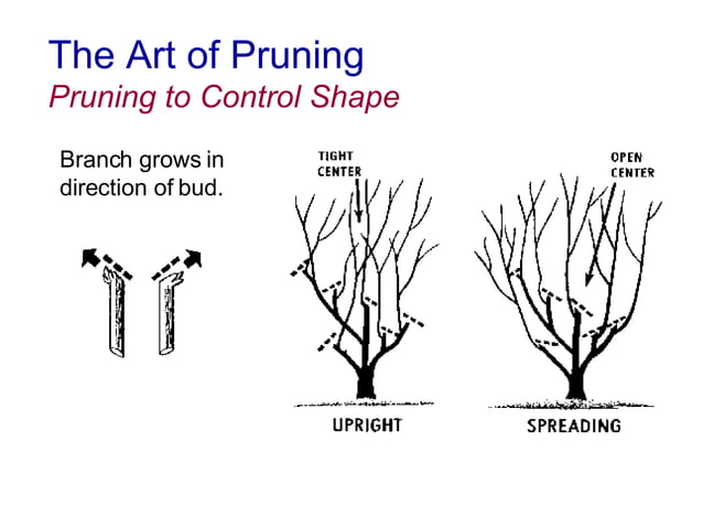 4a Basic Pruning Cuts Codit 4a Basic Pruning Cuts Codit