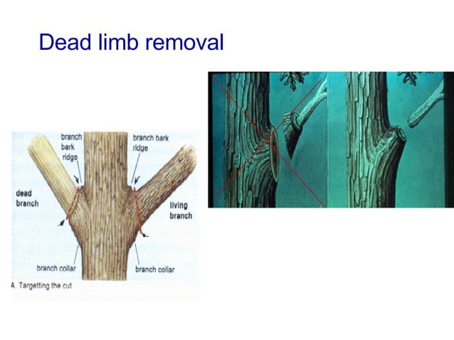 4a Basic Pruning Cuts & Codit
