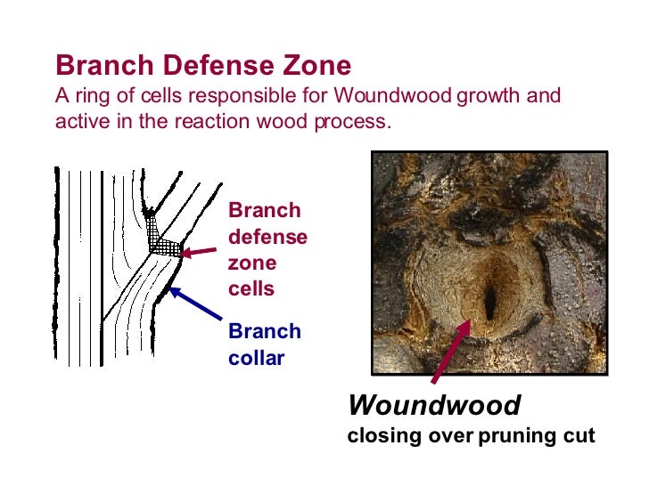 4a Basic Pruning Cuts & Codit