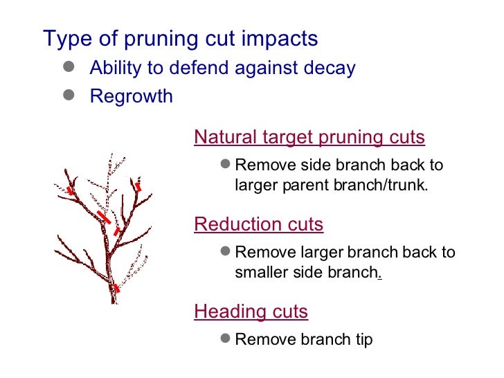 4a Basic Pruning Cuts & Codit
