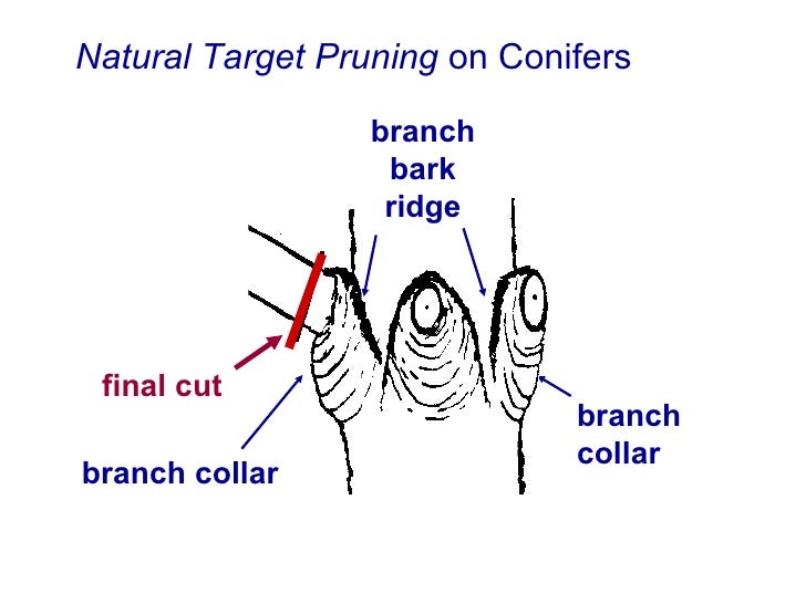 4a Basic Pruning Cuts & Codit
