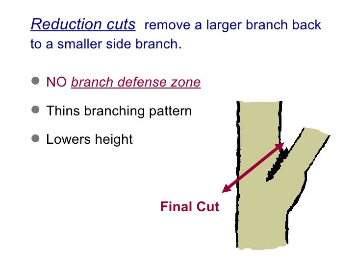 4a Basic Pruning Cuts & Codit