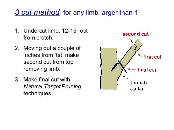 4a Basic Pruning Cuts & Codit