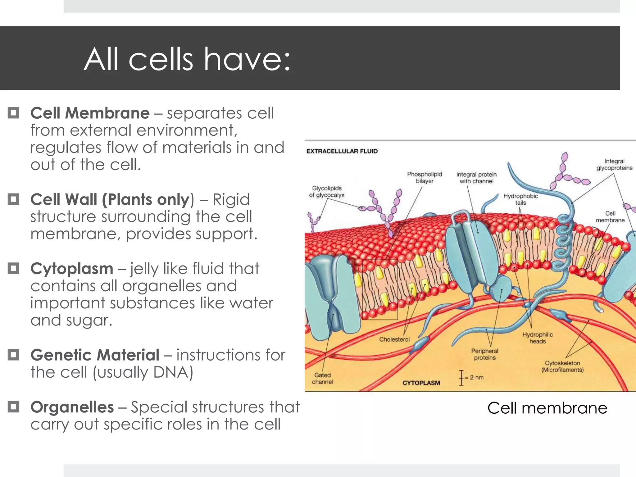 4a Cell Structure and Function | PPT