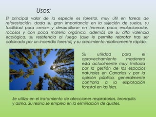 El principal valor de la especie es forestal, muy útil en tareas de
reforestación, dada su gran importancia en la sujeción...