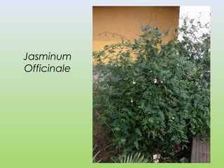Jasminum
Officinale
 