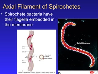 4a-Prokaryotes vs eukaryotes cell stracture | PPT