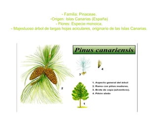 - Familia: Pinaceae.
-Origen: Islas Canarias (España)
- Flores: Especie monoica.
- Majestuoso árbol de largas hojas acicul...