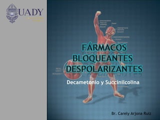 Decametonio y Succinilcolina

Br. Carely Arjona Ruiz

 