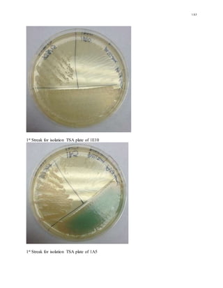 1A5
1st Streak for isolation TSA plate of 1E10
1st Streak for isolation TSA plate of 1A5
 