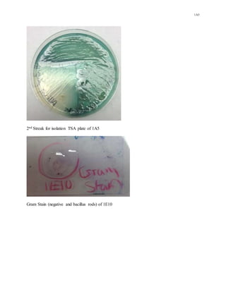 1A5
2nd Streak for isolation TSA plate of 1A5
Gram Stain (negative and bacillus rods) of 1E10
 