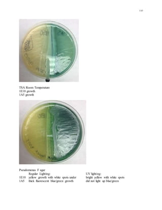 1A5
TSA Room Temperature
1E10 growth
1A5 growth
Pseudomonas F agar
Regular Lighting: UV lighting:
1E10 yellow growth with white spots under bright yellow with white spots
1A5 thick fluorescent blue/green growth did not light up blue/green
 