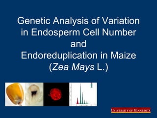 Genetic Analysis of Variation
in Endosperm Cell Number
and
Endoreduplication in Maize
(Zea Mays L.)
 