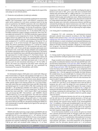 OD450 of a well containing phage on speciﬁc antigen by the signal of the
same phage on non-relevant protein.
2.7. Production and puriﬁcation of soluble IgG antibodies
IgG expression vectors were transiently transfected into mammalian
HEK293 (Life Technologies; 293-F; cat# R790-07) suspension cells
under sterile conditions in a cell culture ventilation hood. On the day
prior to transfection, the HEK293 suspension cells were diluted back
to 0.7 × 106
cells/mL in 30 mL total volume using Freestyle 293 Expres-
sion Medium (Life Technologies). On the day of transfection, 24 μg of
sterile IgG expression vector DNA was diluted in 3 mL Freestyle 293 Ex-
pression Medium and vortexed for 10 s. To the diluted DNA, 24 μL of
FectoPRO transfection reagent (Polyplus-transfection, New York, NY)
was added and vortexed for 10 s. The DNA-transfection reagent mixture
was incubated at room temperature for 10 min. The DNA-transfection
reagent mixture was added to the 30 mL culture of HEK293 suspension
cells that were seeded the day prior. Post-transfection the HEK293 cells
were incubated at 37 °C in 8% CO2 with shaking at 130 rpm for 72 h, at
which point 15 mL of fresh Freestyle 293 Expression Medium was
added. The cultures continued incubating at 37 °C and 8% CO2, shaking
at 130 rpm for an additional 48–72 h. The transfected cells were centri-
fuged at 1000 ×g for 10 min and the IgG-containing supernatants were
transferred to new, sterile tubes. The IgG antibodies were puriﬁed from
the clariﬁed supernatants with 0.5 mL Protein A bead slurry. The Protein
A beads were washed three times with PBS and incubated with 45 mL of
IgG supernatant for 1 h while rocking at 4 °C. The Protein A bead + IgG
mixture was poured into an empty 2 mL chromatography column and
loaded via gravity ﬂow. The columns were washed twice with 3 mL of
PBS supplemented with 1 mM PMSF and eluted with 1.5 mL of 0.1 M
glycine at pH 3.0 and neutralized with 60 μL of 1 M Tris buffer at
pH 9.0. The eluate was analyzed by SDS-PAGE under reducing and
non-reducing conditions. Final puriﬁed IgG was quantitated by
Coommassie Plus assay kit (ThermoFisher, cat# 23236).
2.8. Human IgG ELISA on protein
For biotinylated antigens, ELISA plates were coated with 100 μL per
well of neutravidin at 10 μg/mL and incubated overnight at 4 °C. The
wells were washed three times with PBS (250 μL/well) and blocked
for 1 h at room temperature with 3% bovine serum albumin (BSA) in
PBS. The wells were incubated with 1 μg/mL of biotinylated peptide
(either speciﬁc target or non-relevant protein) for 1 h at room temper-
ature after which they were washed three times with PBS (250 μL/well)
and blocked again for 1 h with 3% BSA in PBS. After washing the wells
with PBS 3×, the puriﬁed IgG antibodies were added at 1 μg/mL in 3%
BSA/PBS and incubated for 1 h at room temperature. The wells were
washed four times with PBS + 0.01% Tween (PBS-T) and incubated
with anti-human-IgG-HRP (ThermoFisher, cat# AHI0404) diluted
1:5000 in block for 1 h at room temperature. The wells were washed
three times with PBS-T and the HRP-conjugated secondary antibody
was detected with TMB reagent (100 μL/well) with a 2–3 min incuba-
tion. The reaction was stopped with 2 M H2SO4 (50 μL/well), absorbance
was read at 450 nm and FOB was calculated by dividing the OD450 of a
well containing IgG on speciﬁc antigen by the signal of the same IgG on
non-relevant protein.
2.9. Human IgG ELISA on mammalian cells
HEK293 cells stably expressing a target antigen and HEK293 cells not
expressing the antigen were added to V-bottom ELISA plates (Phenix,
cat# MPG-651101) at a concentration of 2.3 × 106
cells/mL (0.15 mL
per well). Cells were blocked with 3% BSA for 30 min at room tempera-
ture after which they were centrifuged at 500 ×g for 4 min and the su-
pernatant was removed. Puriﬁed IgG was added to the cells at 1 μg/mL
(100 μL per well) and incubated while shaking for 1 h at room
temperature. Cells were washed 2× with PBS, centrifuging the plate in
between each wash at 500 ×g for 4 min. Cells were incubated while
shaking with anti-human-HRP at 1:5000 in block for 1 h at room tem-
perature, Cells were washed 2× with PBS and transferred to a pre-
blocked V-bottom plate and washed once more. 100 μL of luminescence
reagent (Piece, cat #37069) was added to the cells/well and transferred
to a white bottom ELISA plate (NUNC, cat# 436110). After a 2 min incu-
bation the plates were read with a luminescence detector and FOB was
calculated by dividing the relative luminescence unit (RLU) of a well
containing IgG on HEK293 cells expressing the target antigen by the
RLU of the same IgG on HEK293 cells not expressing the target antigen.
2.10. Testing phiC31 recombinase function
Competent TG1 cells containing the spectinomycin-resistant
pAcceptor plasmid were prepared according to the New England
Biolabs on-line protocol (https://www.neb.com/protocols/2012/06/21/
making-your-own-electrocompetent-cells). The cells were transformed
with the pDonor or a mock-recombined control plasmid following stan-
dard electroporation procedure (described above). Transformants were
plated on LB media containing ampicillin (100 μg/mL) or chloramphen-
icol (10 μg/mL). The ratio of ampicillin to chloramphenicol-resistant
transformants was determined.
3. Results
3.1. Cloning of phiC31 phage integrase and in vivo testing of functionality
using a promotorless CamR gene polycistronic message
Phage-encoded serine integrases mediate directionally regulated
site-speciﬁc recombination between short attP and attB DNA sites with-
out host factor requirements (Groth and Calos, 2004). The phiC31 serine
integrase can be used to induce recombination between two plasmids in
E. coli (Thorpe and Smith, 1998). We designed a system that uses phiC31
to fuse the heavy chain variable domain (VH) on our phagemid vector
(pDonor) to the heavy chain constant domain (CH) on a second plasmid
(pAcceptor; Fig. 1). For this approach to be feasible, the linker between
the variable heavy (VH) and variable light (VL) domains of the scFv must
contain a 36 bp phiC31 integrase recognition site (attP or attB) that is
able to function as both a peptide linker in the scFv and a functional sub-
strate for phiC31 integrase.
We replaced the wild-type (Gly4Ser)3 linker between the VH and VL
of a model scFv (anti-Her2) in our phagemid vector with the phiC31
integrase site, attP or attB. The phage-scFv were produced in E. coli
and tested for function in a phage ELISA against the target antigen,
Her2, or a non-relevant control protein. As shown in Fig. 2, phage con-
taining the attP linker bound selectively to Her2 with comparable activ-
ity to phage containing the wild-type linker (Fig. 2A). Phage with the
attB site as a linker in the scFv was unable to bind to its speciﬁc antigen
(data not shown).
Successful recombination between the attP site on the phagemid
and the attB site on the acceptor plasmid generates a 36 base pair
recombined phiC31 site (attR) at the hinge junction of the variable
heavy domain and constant heavy domain of the immunoglobulin
(Fig. 1). In addition, a 36 base pair recombined phiC31 site (attL) is pro-
duced between the leader peptide and variable domain of the light
chain (VL) (Fig. 2B). Tested IgGs containing the attR or attL sequences
at these junctions, respectively, express at wild-type levels and recog-
nize their respective target antigens (Fig. 2C and D).
To test the function of phiC31 in our system, the gene was cloned
into a plasmid (derived from pCDF-1b; Novagen) under the control of
a constitutive E. coli promoter (pCam; pACYC184) and transformed
into the E. coli strain, TG1. A promoterless chloramphenicol resistance
(camR) gene was placed 3′ of the phiC31 integrase attB site on the
same plasmid (pAcceptor). Successful integration of the phagemid
(pDonor) into the pAcceptor plasmid places an E. coli promotor
4 M. Batonick et al. / Journal of Immunological Methods xxx (2016) xxx–xxx
Please cite this article as: Batonick, M., et al., pMINERVA: A donor–acceptor system for the in vivo recombineering of scFv into IgG molecules, J.
Immunol. Methods (2016), http://dx.doi.org/10.1016/j.jim.2016.02.003
 