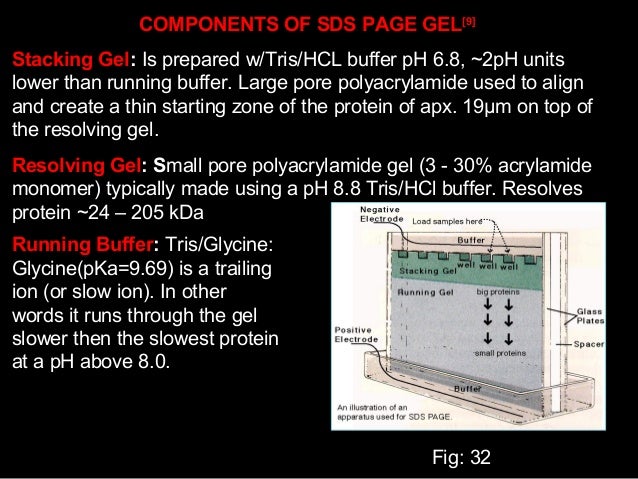 Shinys Seminar On Electorphoresis