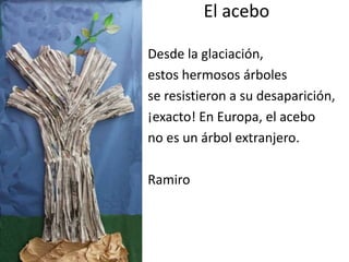 El acebo
Desde la glaciación,
estos hermosos árboles
se resistieron a su desaparición,
¡exacto! En Europa, el acebo
no es un árbol extranjero.
Ramiro
 