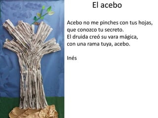 El acebo
Acebo no me pinches con tus hojas,
que conozco tu secreto.
El druida creó su vara mágica,
con una rama tuya, acebo.
Inés
 